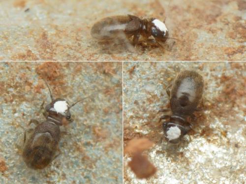 Lepinotus reticulatus